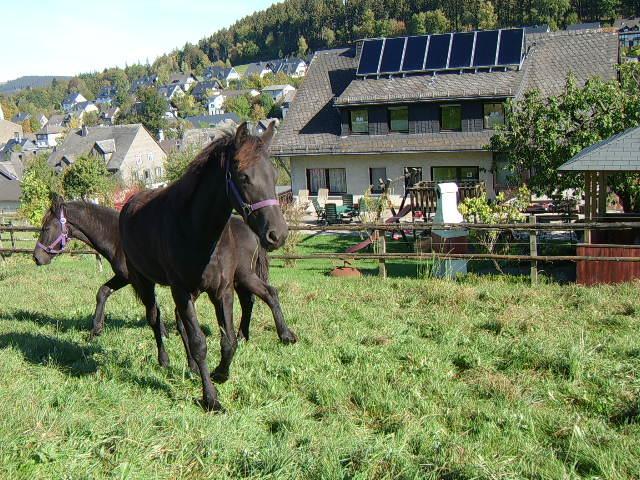 Haus Cristallo Olsberg Eksteriør bilde